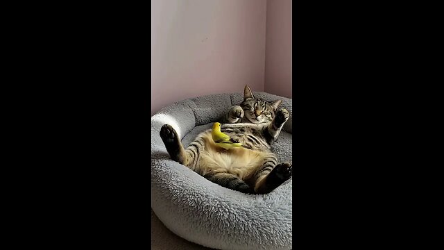 Watch This Cat Fake Sleep Every Time the Bird Looks!
