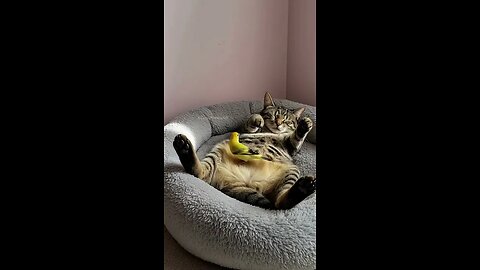 Watch This Cat Fake Sleep Every Time the Bird Looks!