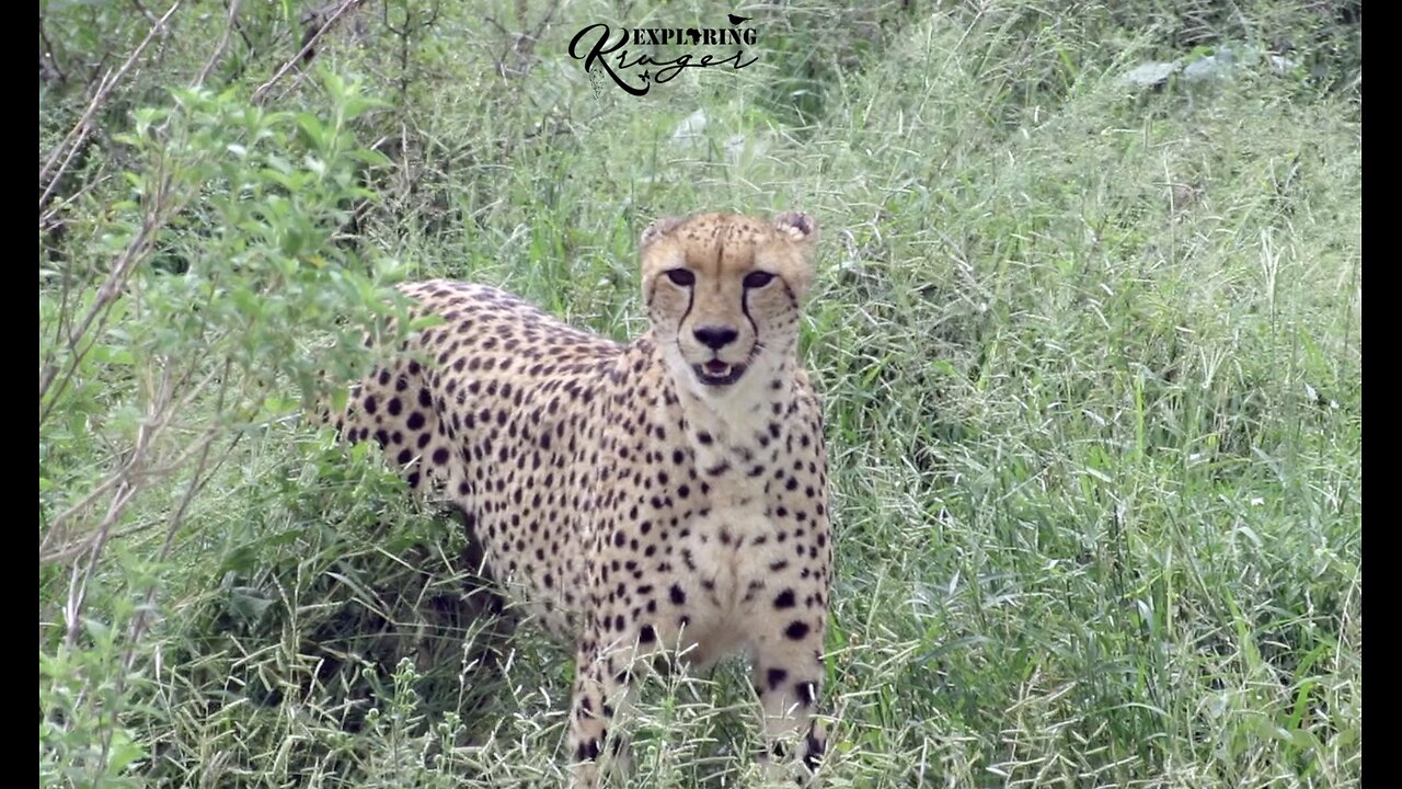 Cheetah Chase & Catch
