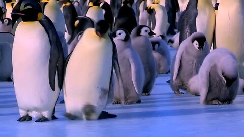Penguins 🐧
