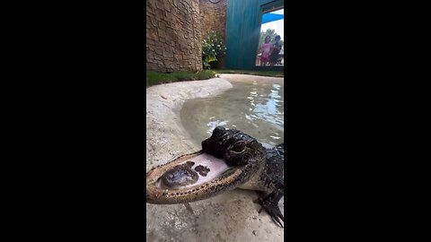 This is what an Alligator look