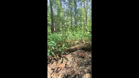trail