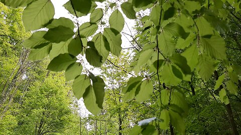 Tall Trees Standing In The Forest