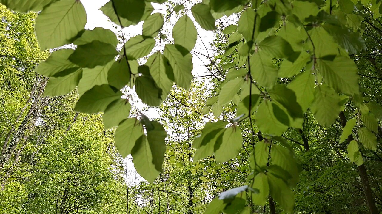 Tall Trees Standing In The Forest