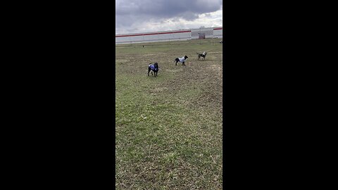 Dogs sporting windbreakers