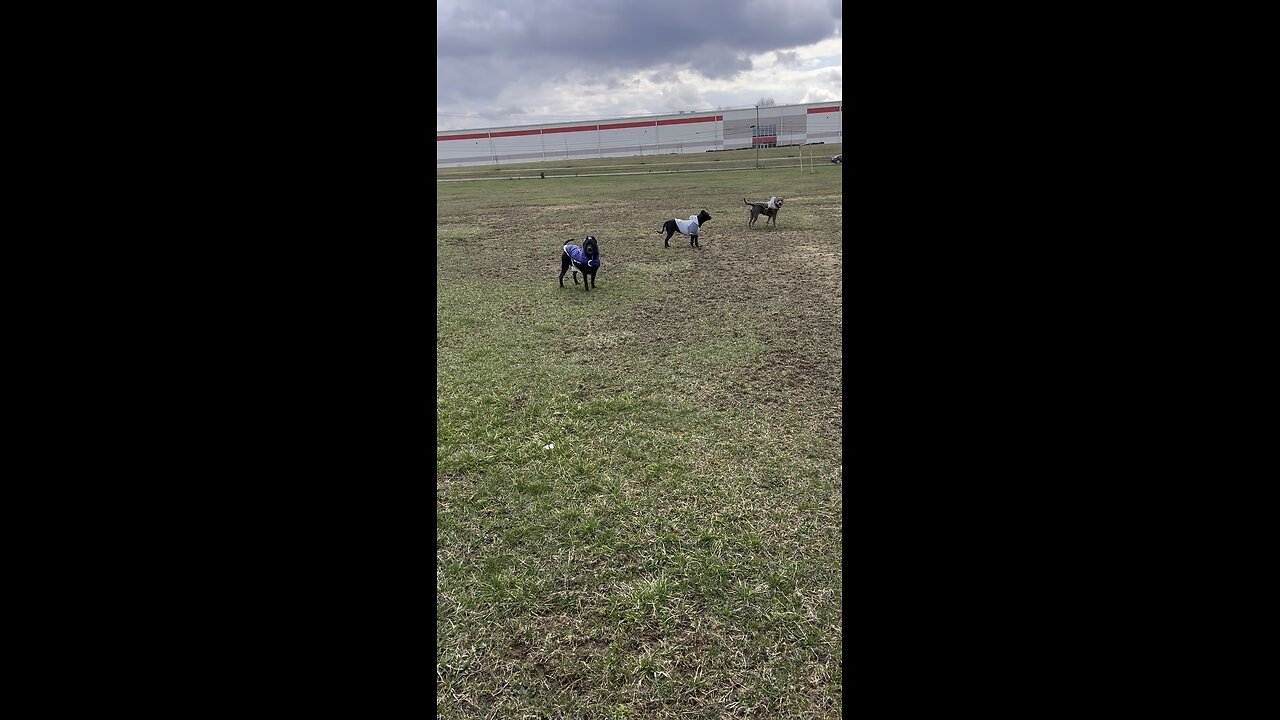 Dogs sporting windbreakers