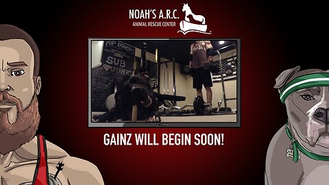 Gym Session w/Finley [Week 7] - Abs & Back // Animal Rescue Stream :)