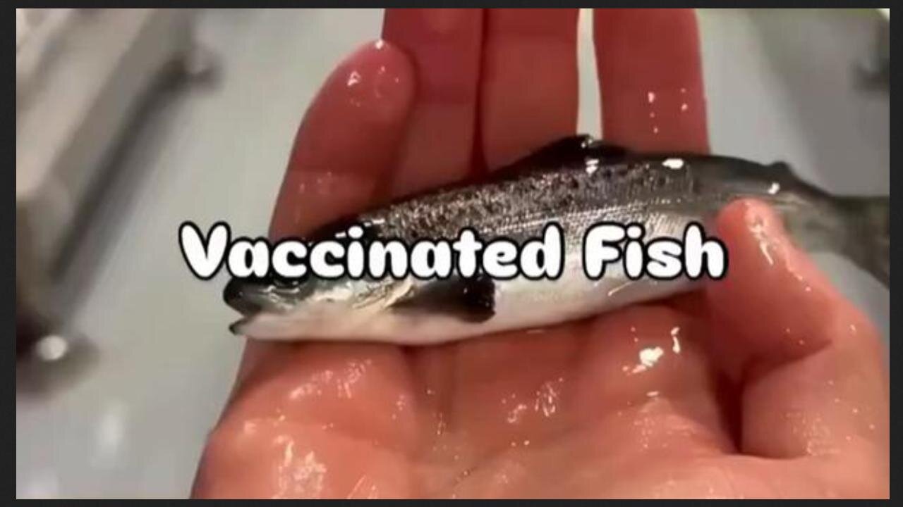 Factory Farmed Fish Are POISONED! VAXXED! [Video maker thinks thats good! NOT!] DO NOT BUY OR CONSUME!