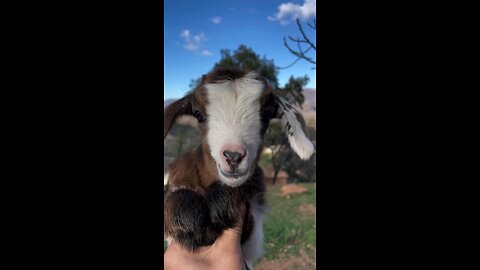 One of the cutest sounds