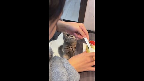 cute cat