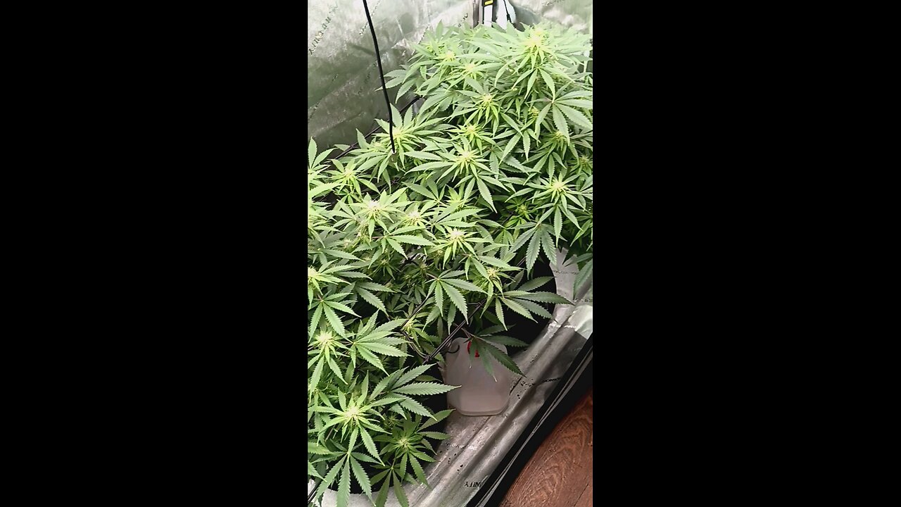 Wedding cheesecake week 11 day 5