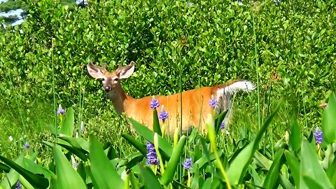 White-tailed deer