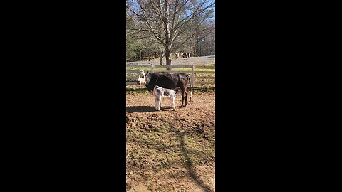 Momma cow and heifer calf.