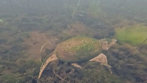 Snapping Turtle
