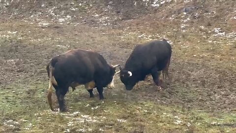 Putalj od Sem Gradbeništvo vs Brizan od Ćemala Grmeč 2026