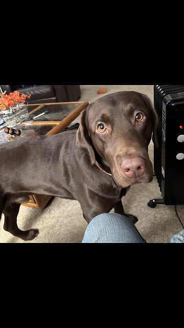 Time Out For Cute Pets