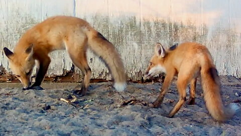 Fox Cubs Chasing Each Other