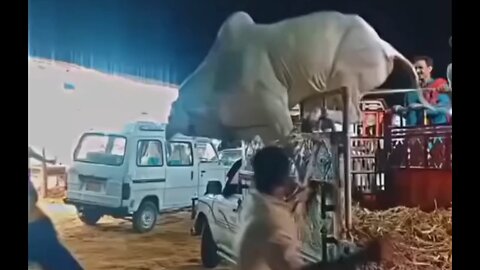 animal video 2k25