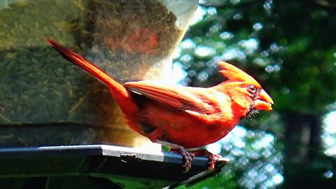 Cardinal