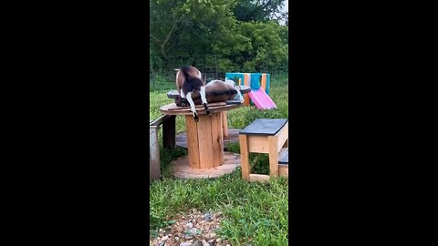 Funny Goats fainting goats