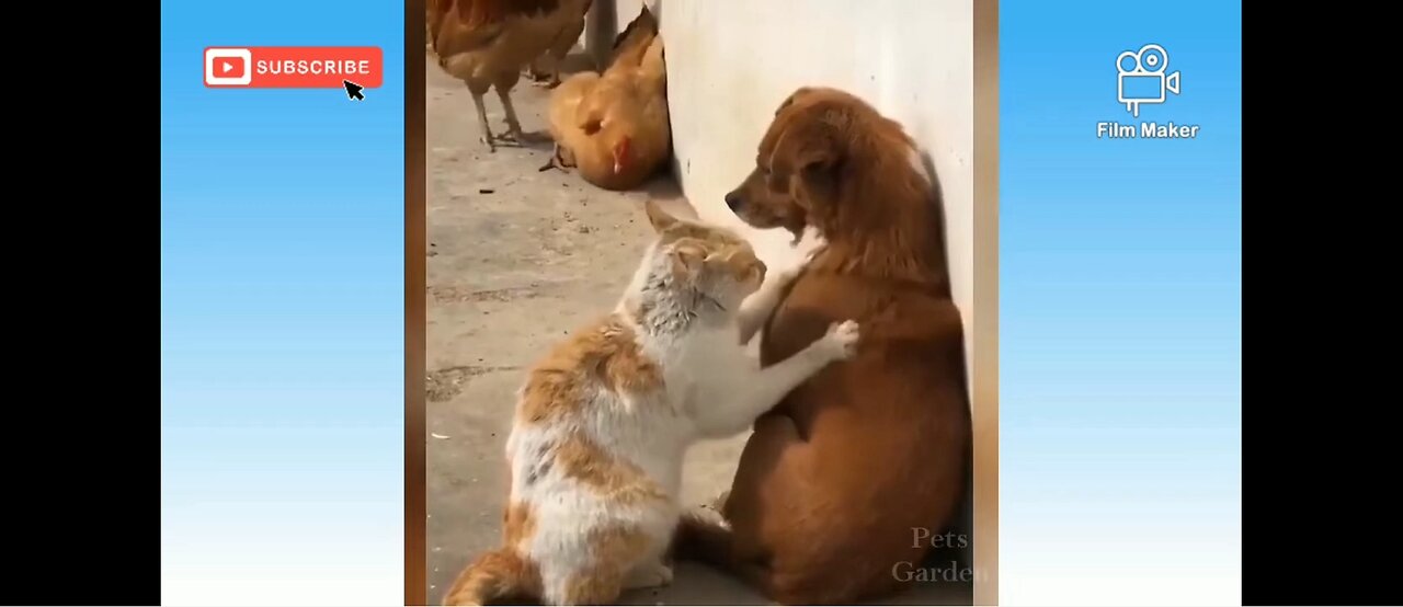 Funny Felines: Comedy Cat Compilation