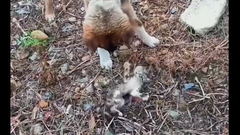 Heroic Rescue: Saving a Kitten from a Street Dog Attack! 🐶🐱⚔️