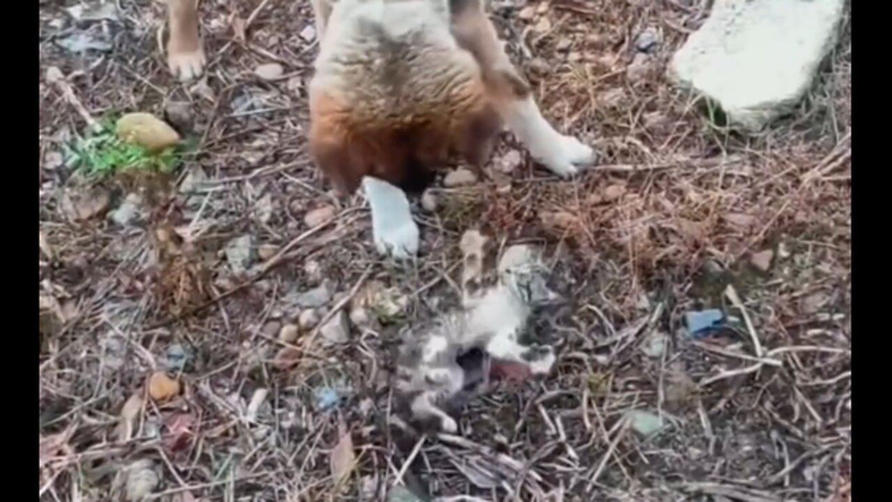 Heroic Rescue: Saving a Kitten from a Street Dog Attack! 🐶🐱⚔️