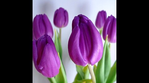 4/13/25 PM Habakukk 1:12-2:5 "The Righteous Shall Live by His Faith"