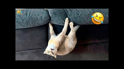 Funny Animals Doing the Silliest Things – Try Not to Laugh!