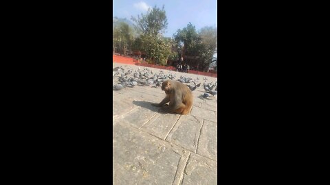 Pigeons and Monkey at Hindu Religious Site in Nepal