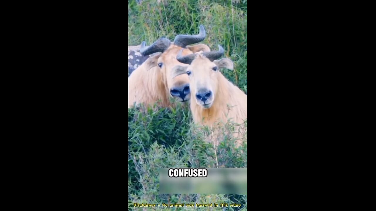 Even Pandas Run From This Beast