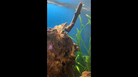 Just at the fish store..
