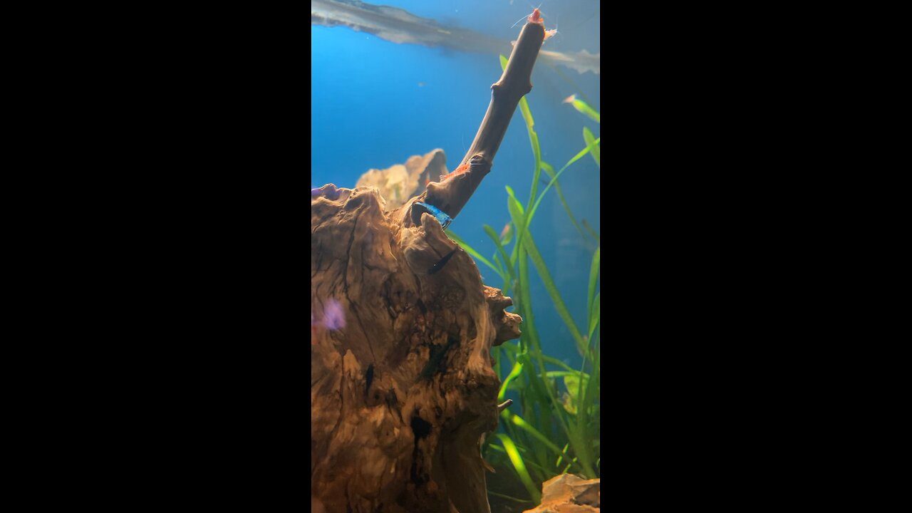 Just at the fish store..
