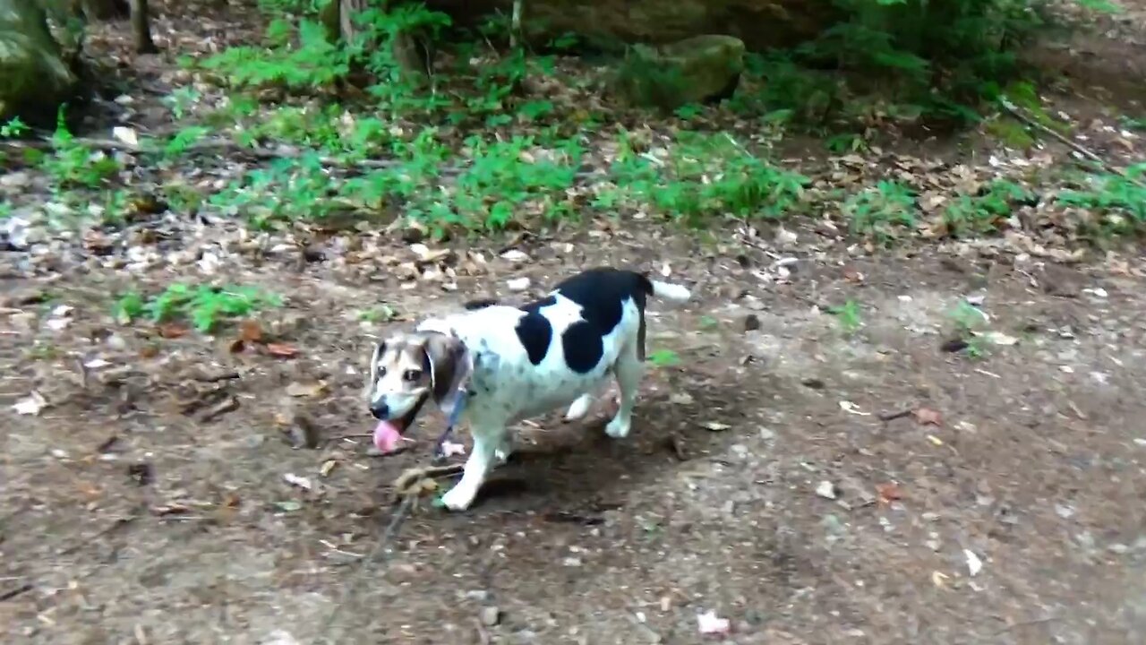 Bandit