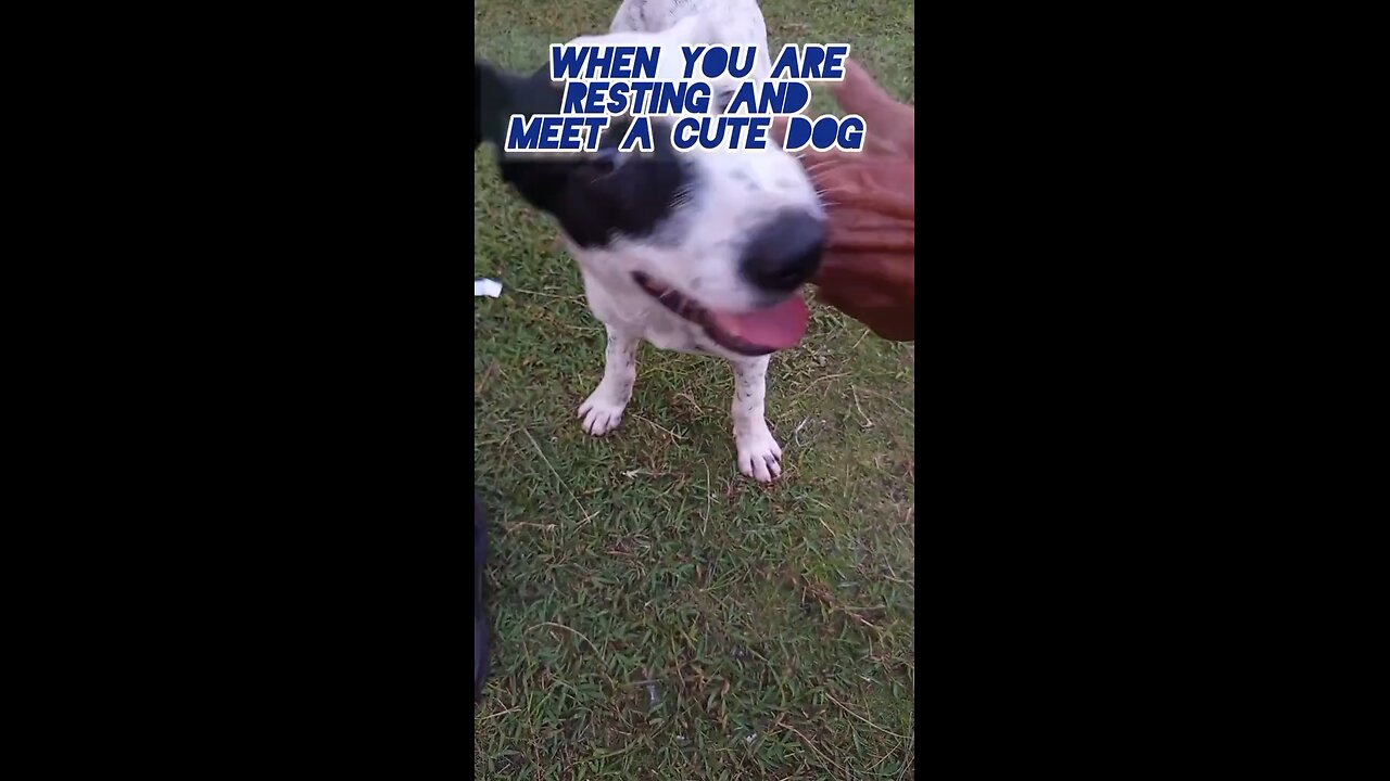 cute doggy