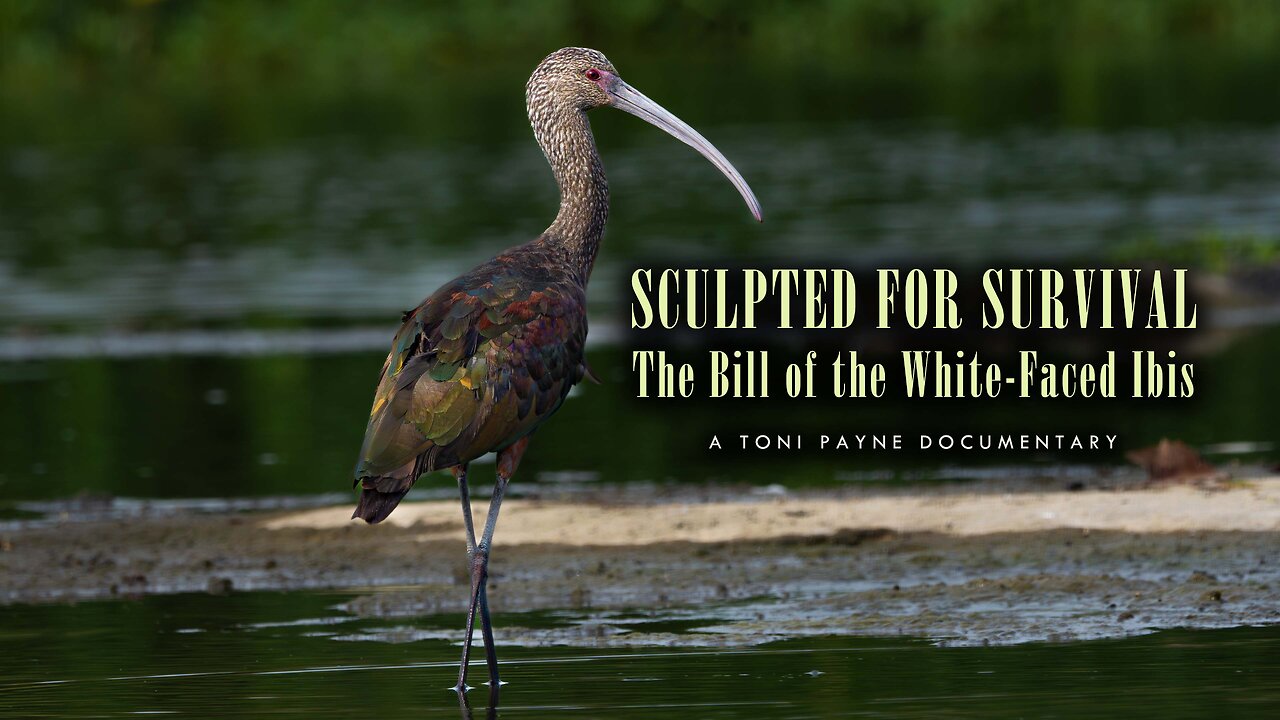Evolution in Birds - The Story of the White Faced Ibis