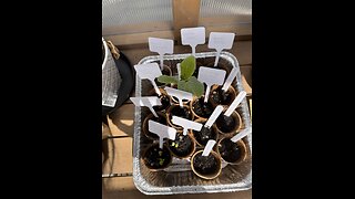 2025 Fall Vegetables Growing In Greenhouse