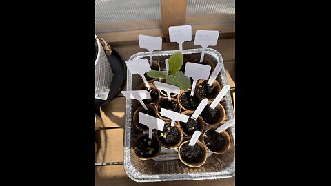 2025 Fall Vegetables Growing In Greenhouse