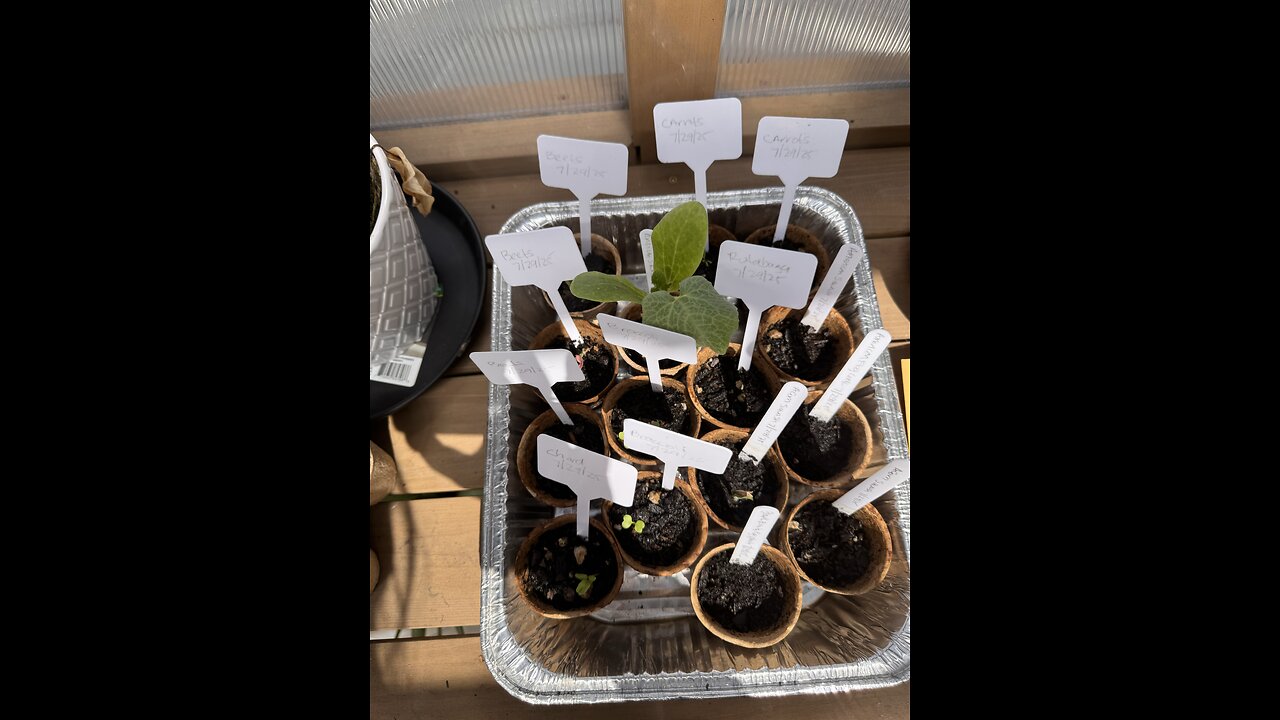 2025 Fall Vegetables Growing In Greenhouse