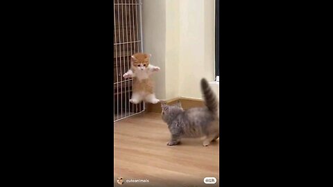 Funny cats