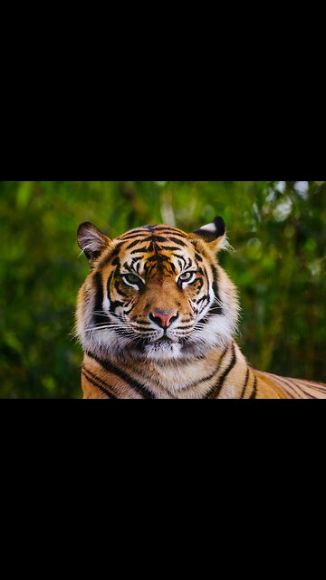 WILD Animal CARNAGE in Zanesville OHIO!