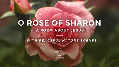 O Rose of Sharon – A Christian Poem About Jesus' Sacrifice and Beauty 🌹✝️ | The Bible & Nature
