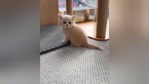 cute🥰 cat Funny 🤣Video Part4