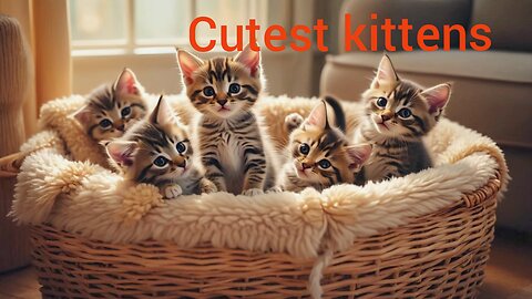 Cute kittens