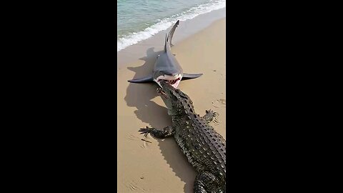 Giant shark 🦈 leaps from water to hunt