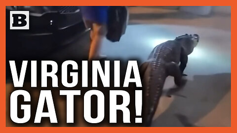 What Is This Gator Doing in Virginia?