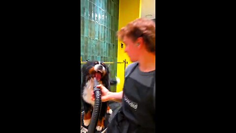 "Doggo vs Dryer: The Ultimate Grooming Showdown