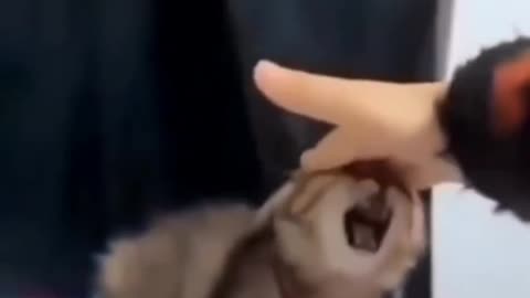 Cute Kitty Moments | Instant Smile 😸✨