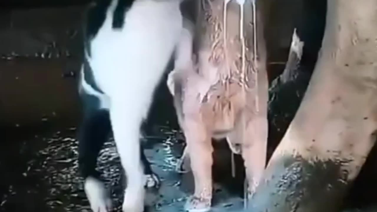 Chunky Cat vs Gravity | Funniest Pet Fails ππΎ