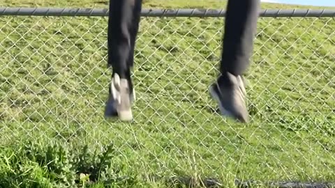 How animals get over a fence
